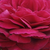 Różowy  - Róża wielkokwiatowa - Hybrid Tea - Gospel®
